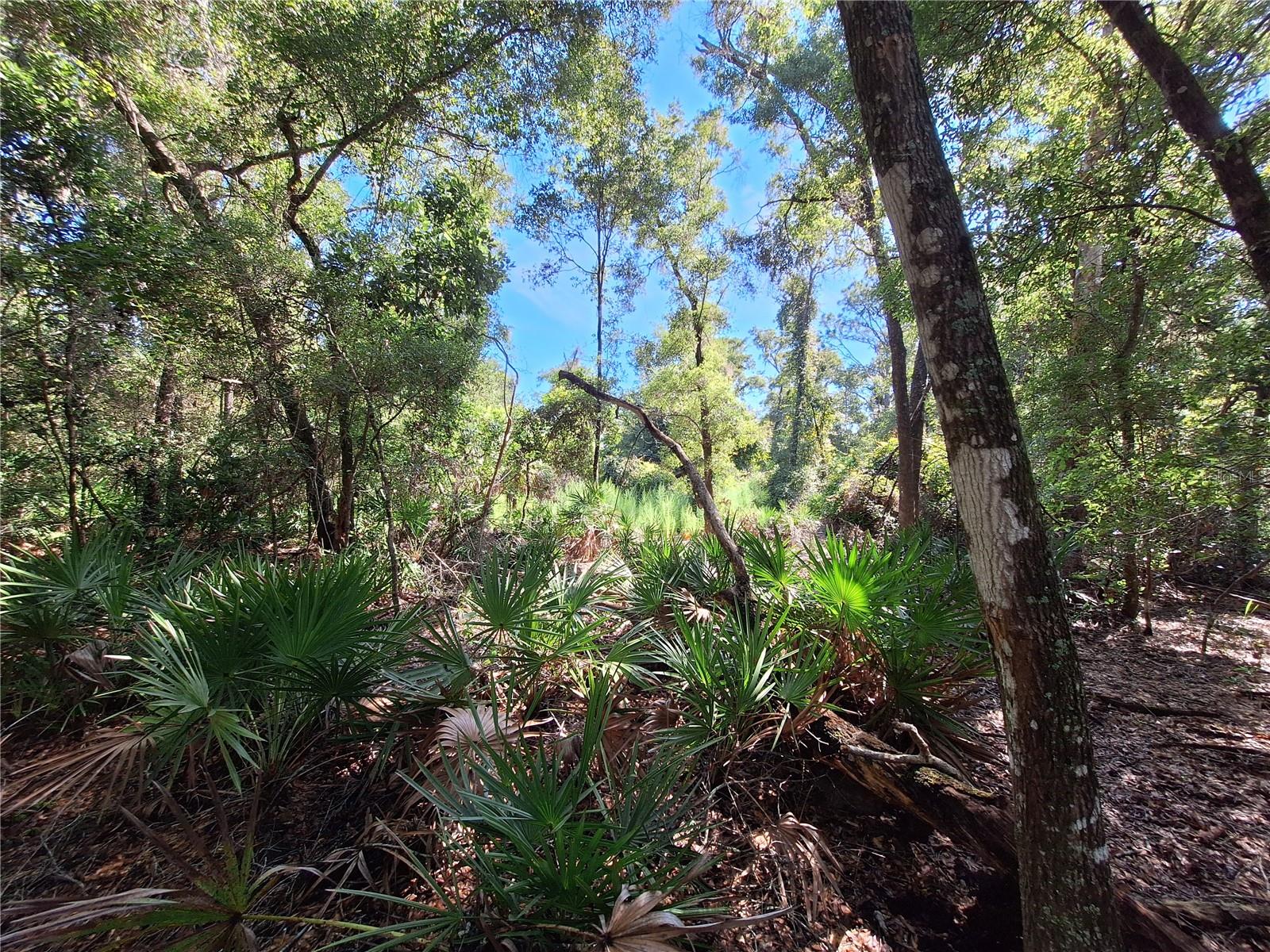 Details for Tbd 00 47th Street, CHIEFLAND, FL 32626