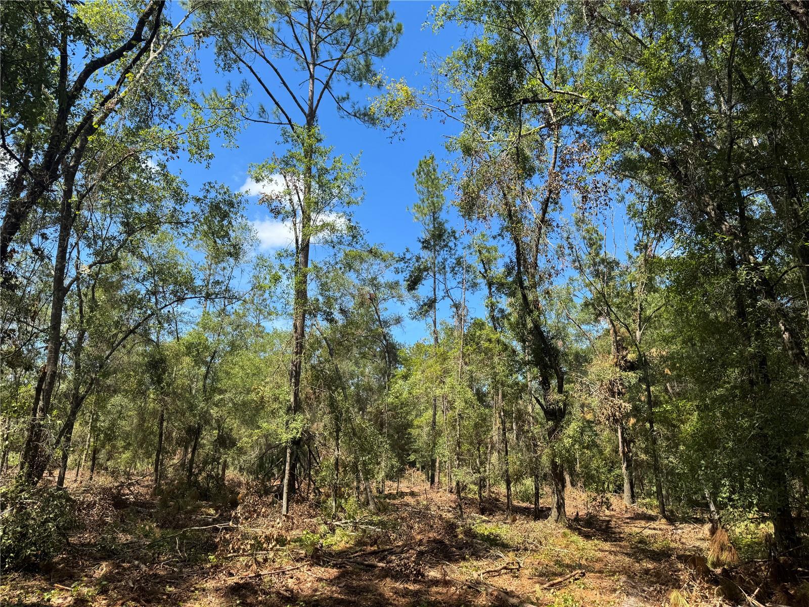 Image 11 of 22 For Tbd Cr 1475 Road