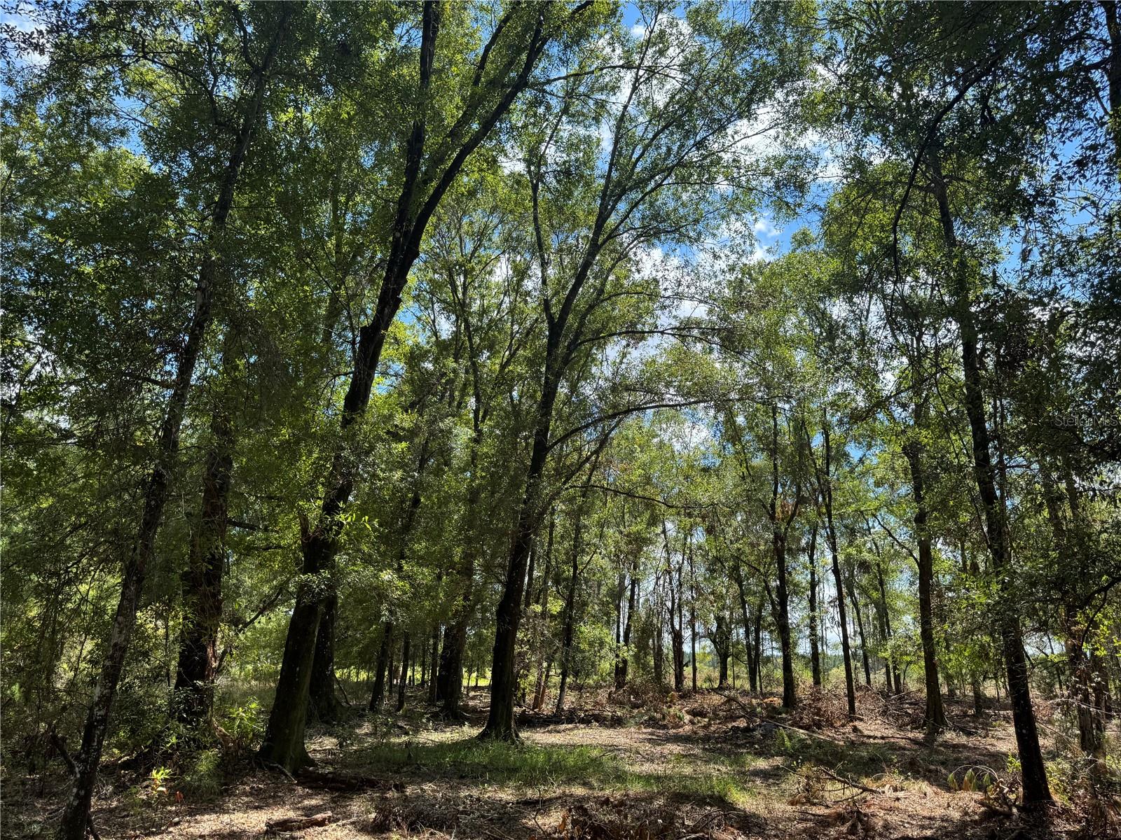 Image 12 of 22 For Tbd Cr 1475 Road