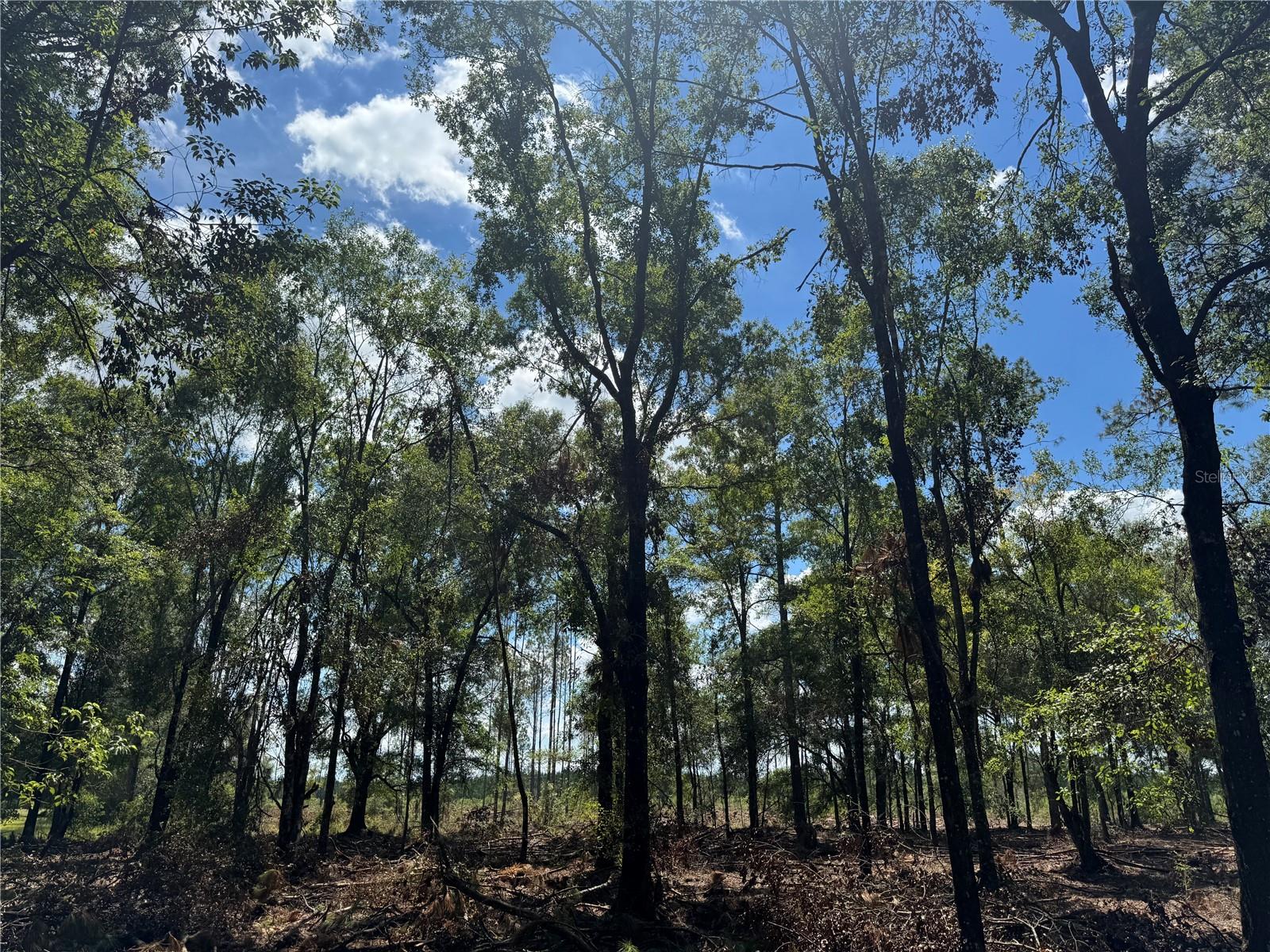 Image 16 of 22 For Tbd Cr 1475 Road