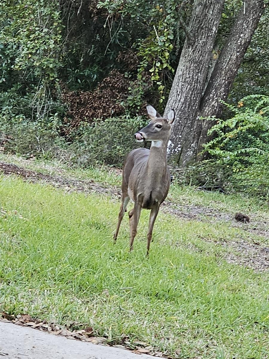 Image 59 of 64 For 6527 155th Street