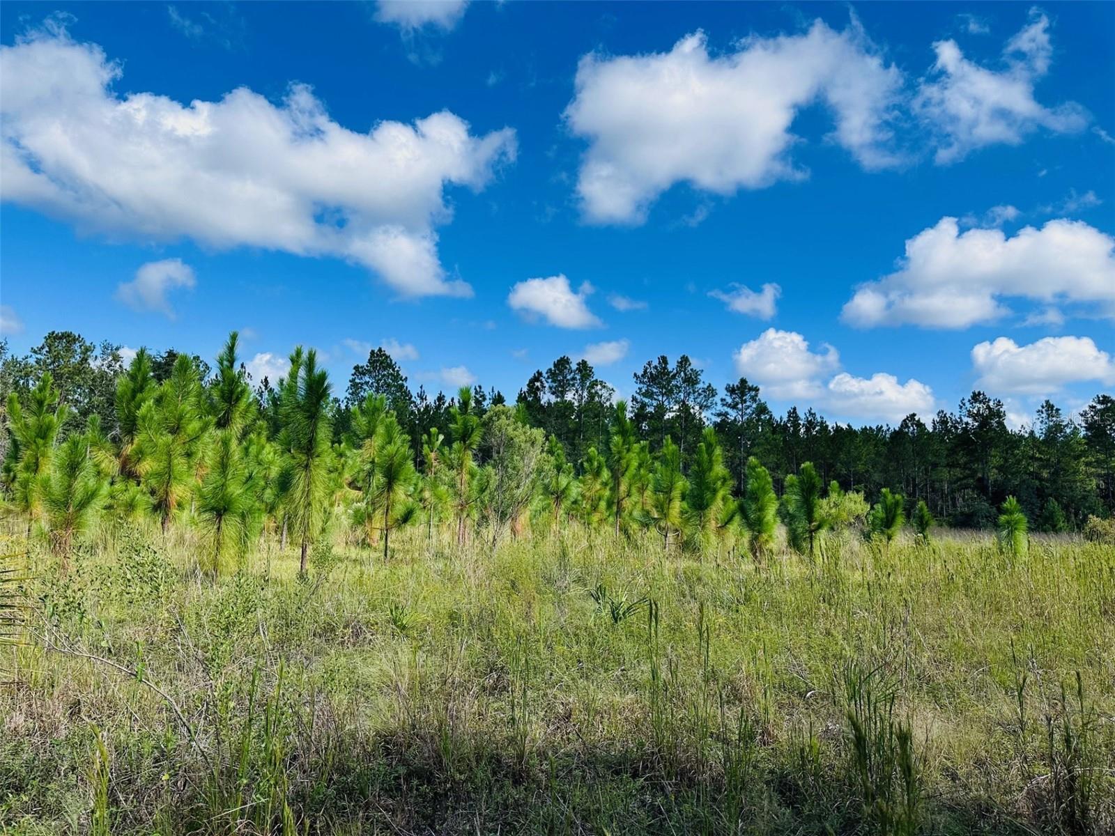 Image 33 of 41 For 5271 County Road 347