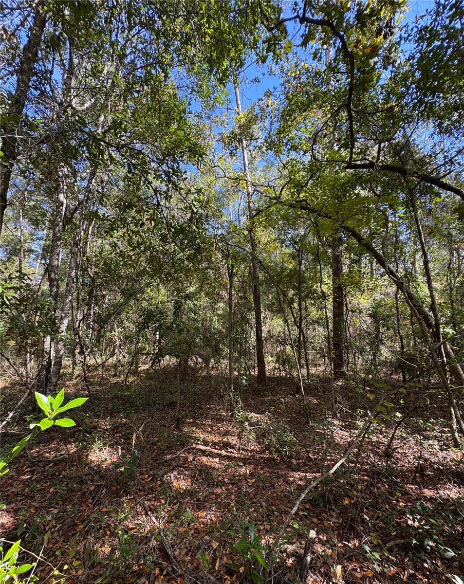 Image 11 of 14 For Lot 45 Kentucky Street