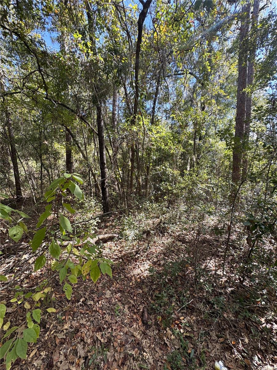 Image 3 of 14 For Lot 45 Kentucky Street