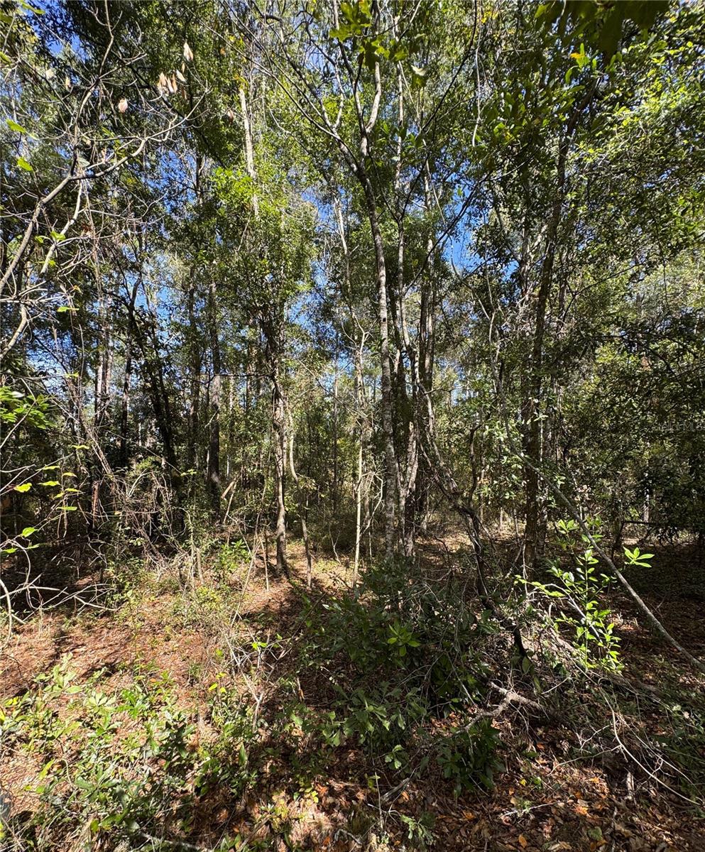 Image 7 of 14 For Lot 45 Kentucky Street