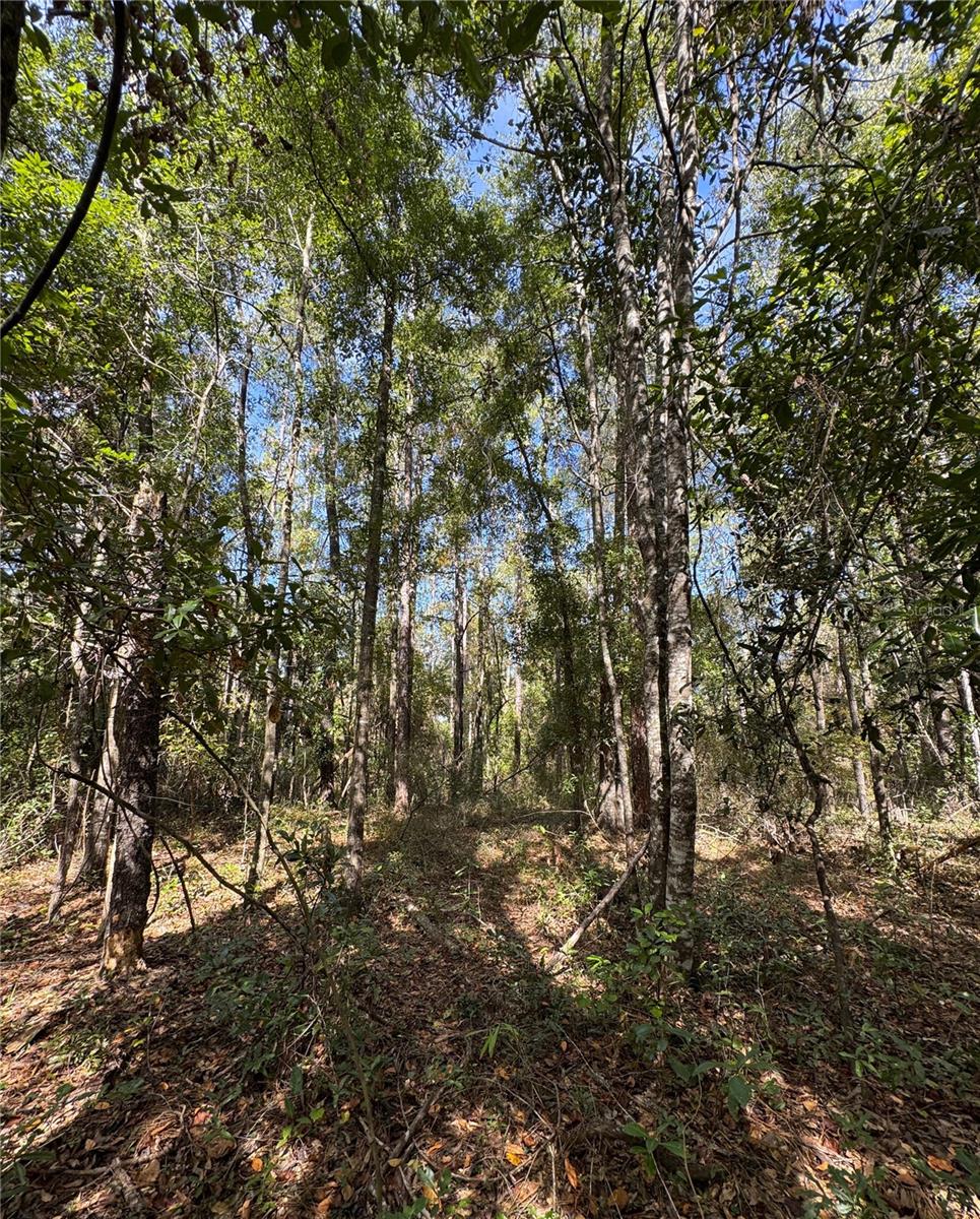 Image 8 of 14 For Lot 45 Kentucky Street