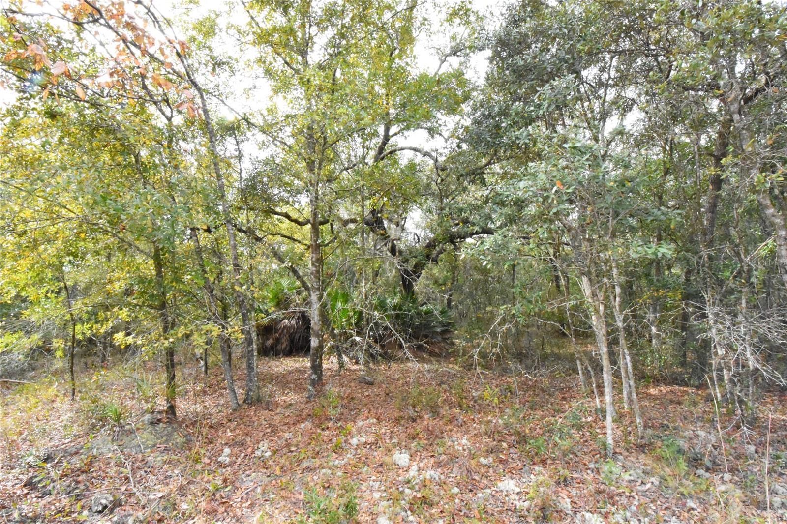 Image 45 of 63 For 126 Terrell Street