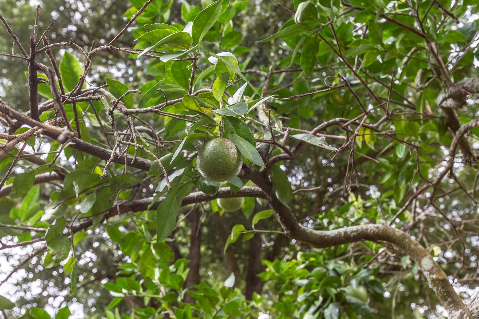 Image 24 of 29 For 6624 29th Terrace