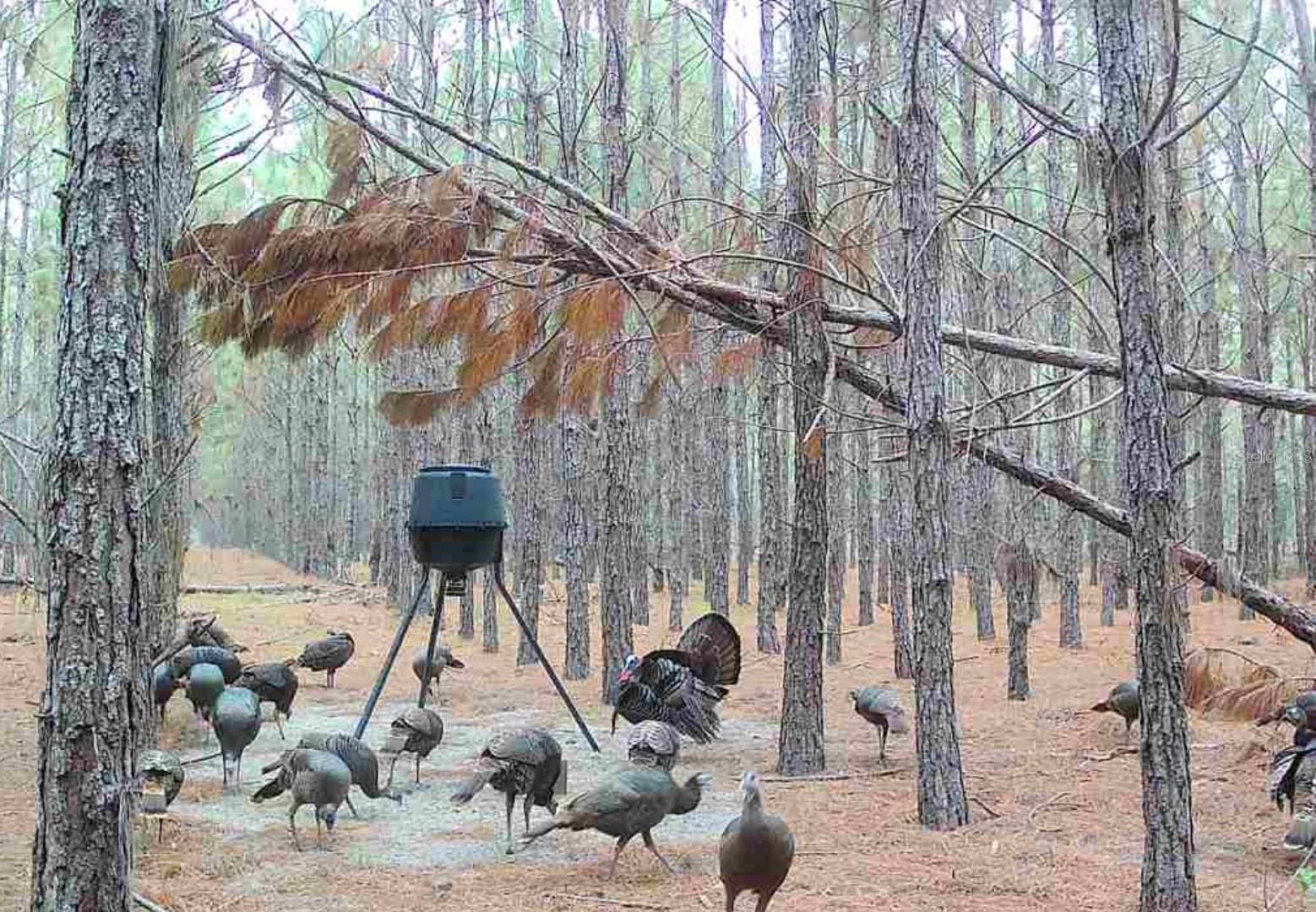 Image 15 of 33 For 000 78th Avenue