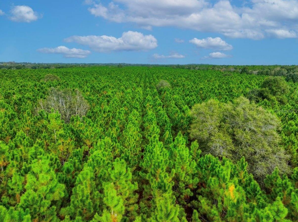 Image 21 of 33 For 000 78th Avenue