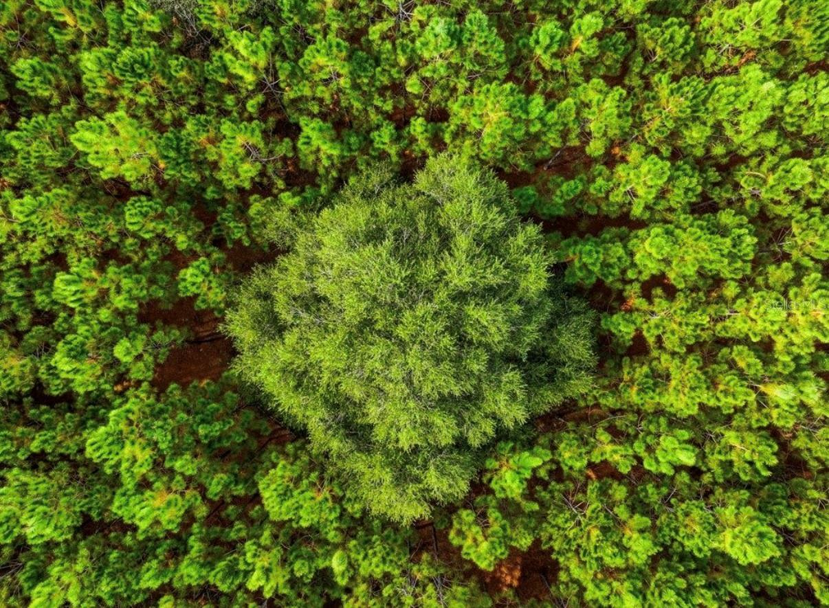 Image 25 of 33 For 000 78th Avenue