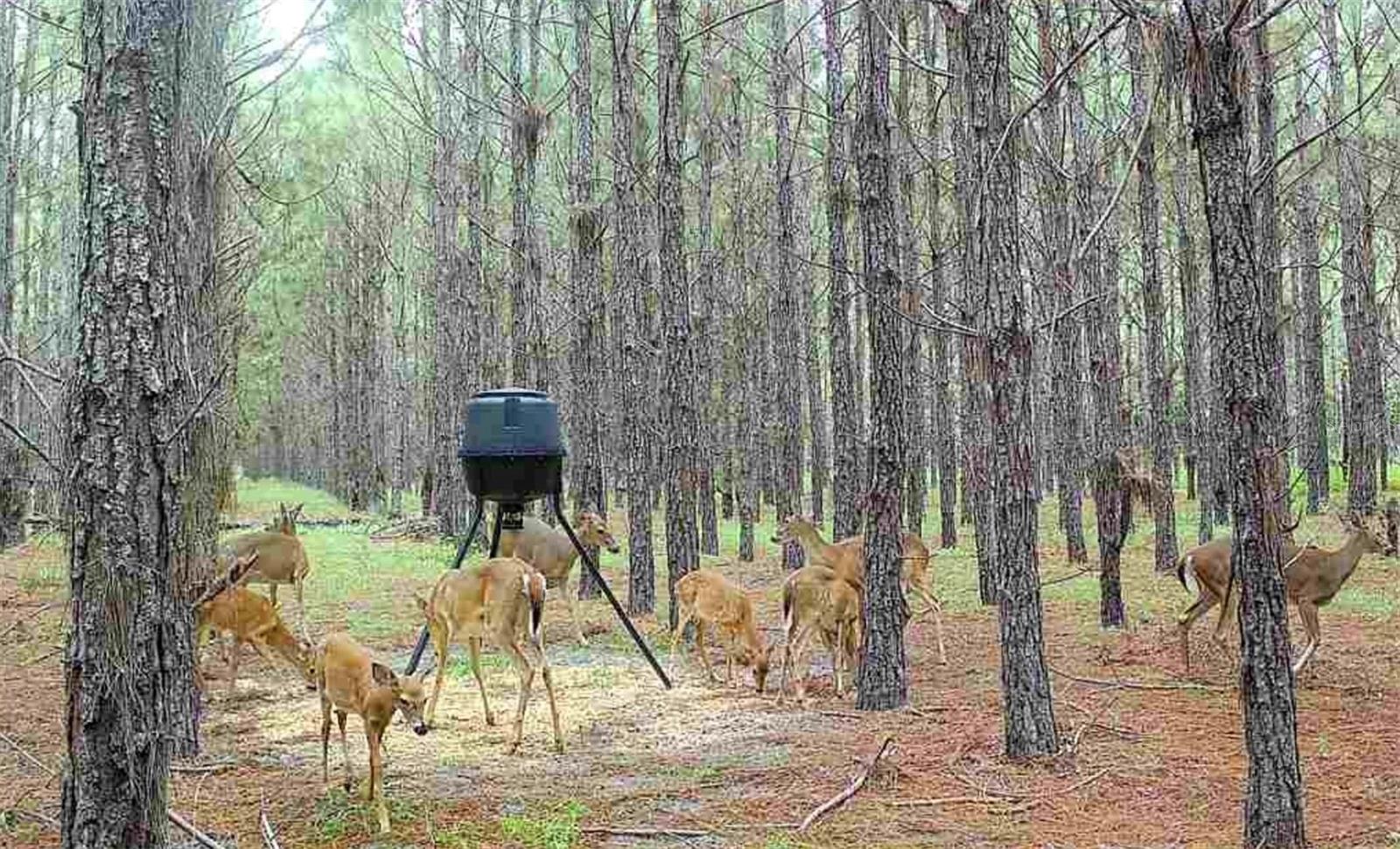 Image 28 of 33 For 000 78th Avenue