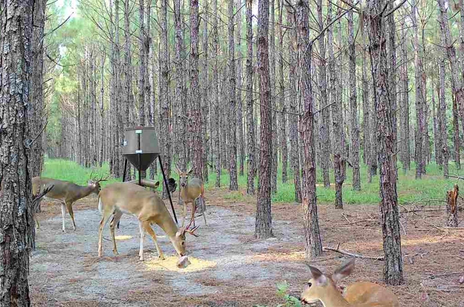 Image 29 of 33 For 000 78th Avenue