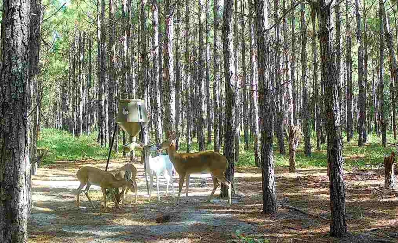 Image 30 of 33 For 000 78th Avenue