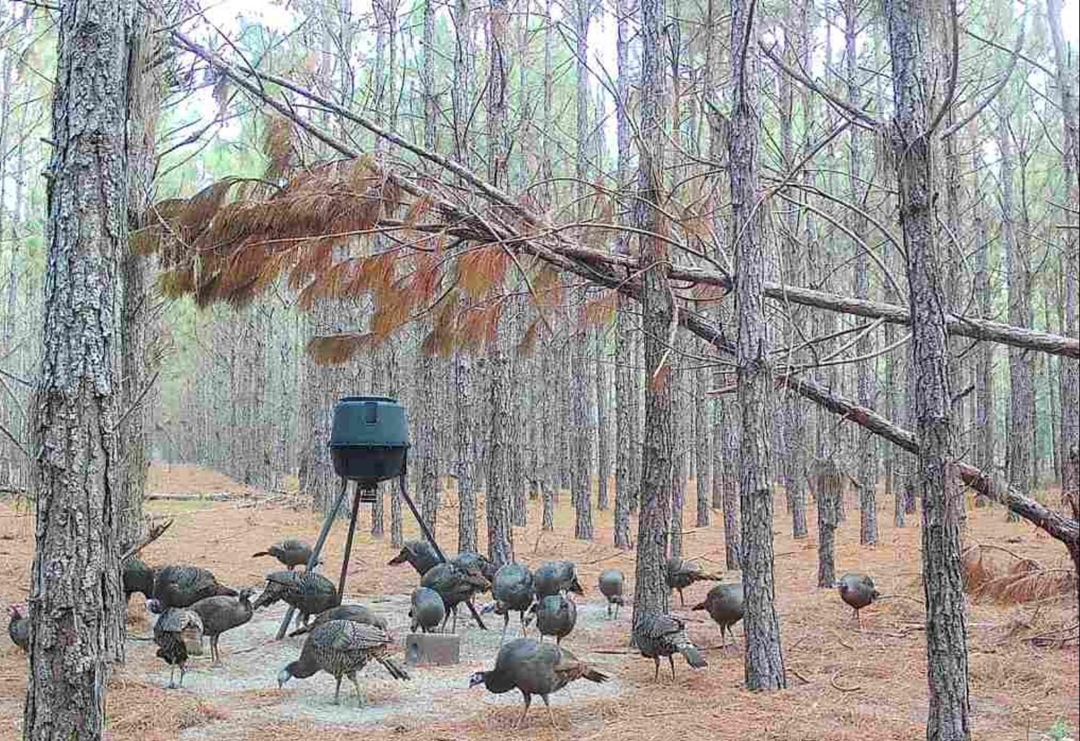 Image 31 of 33 For 000 78th Avenue