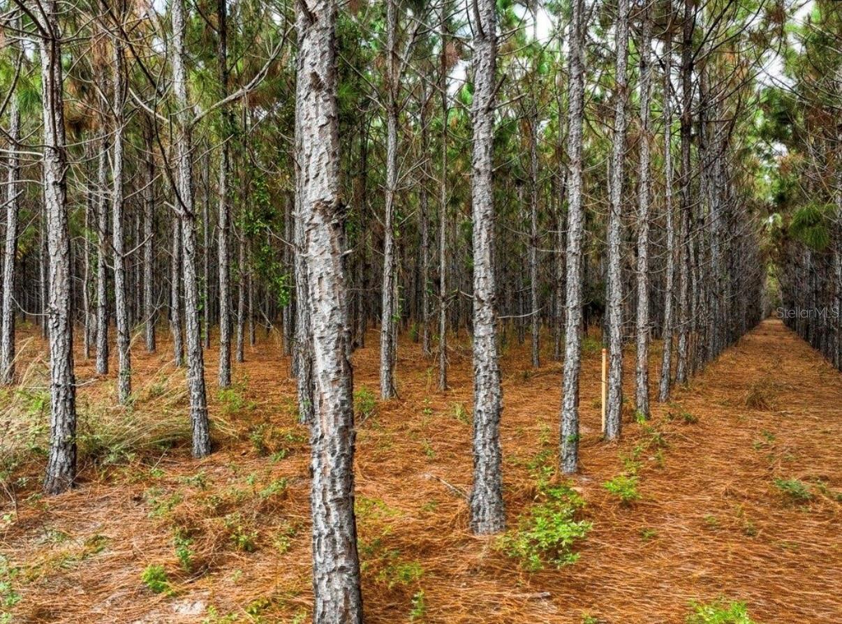 Image 5 of 33 For 000 78th Avenue