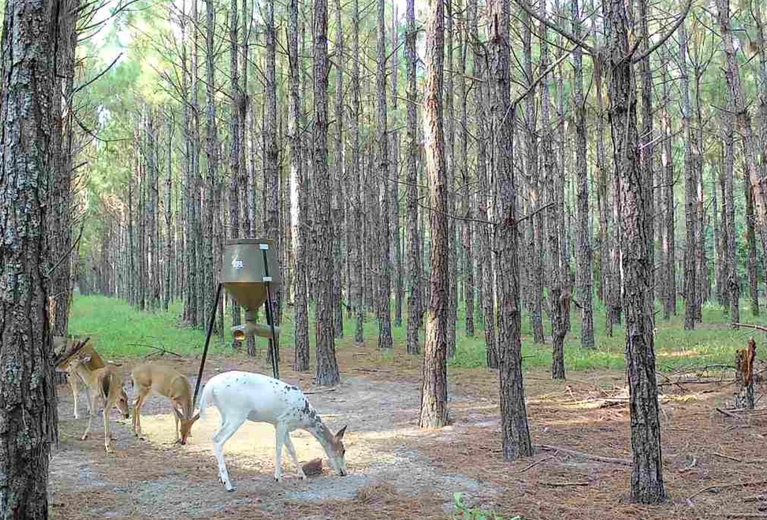 Image 6 of 33 For 000 78th Avenue