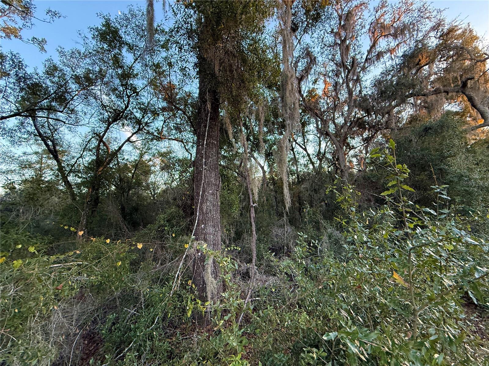 Image 13 of 19 For 0 E Thrasher Dr