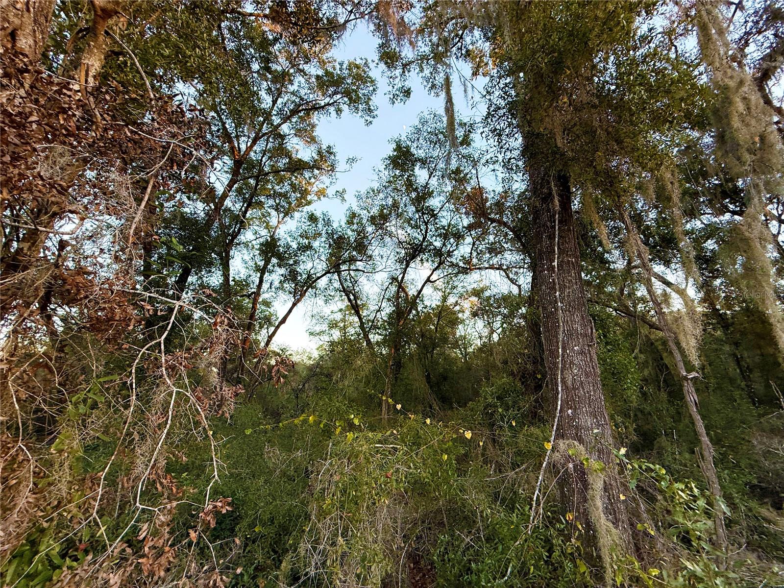 Image 14 of 19 For 0 E Thrasher Dr