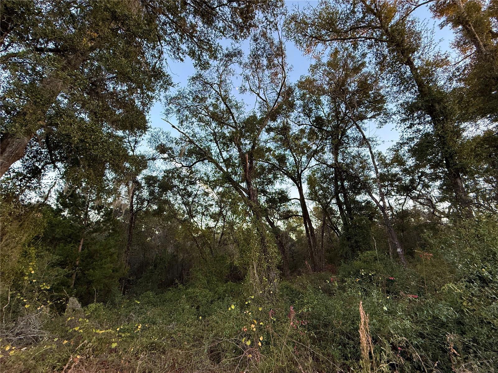 Image 6 of 19 For 0 E Thrasher Dr