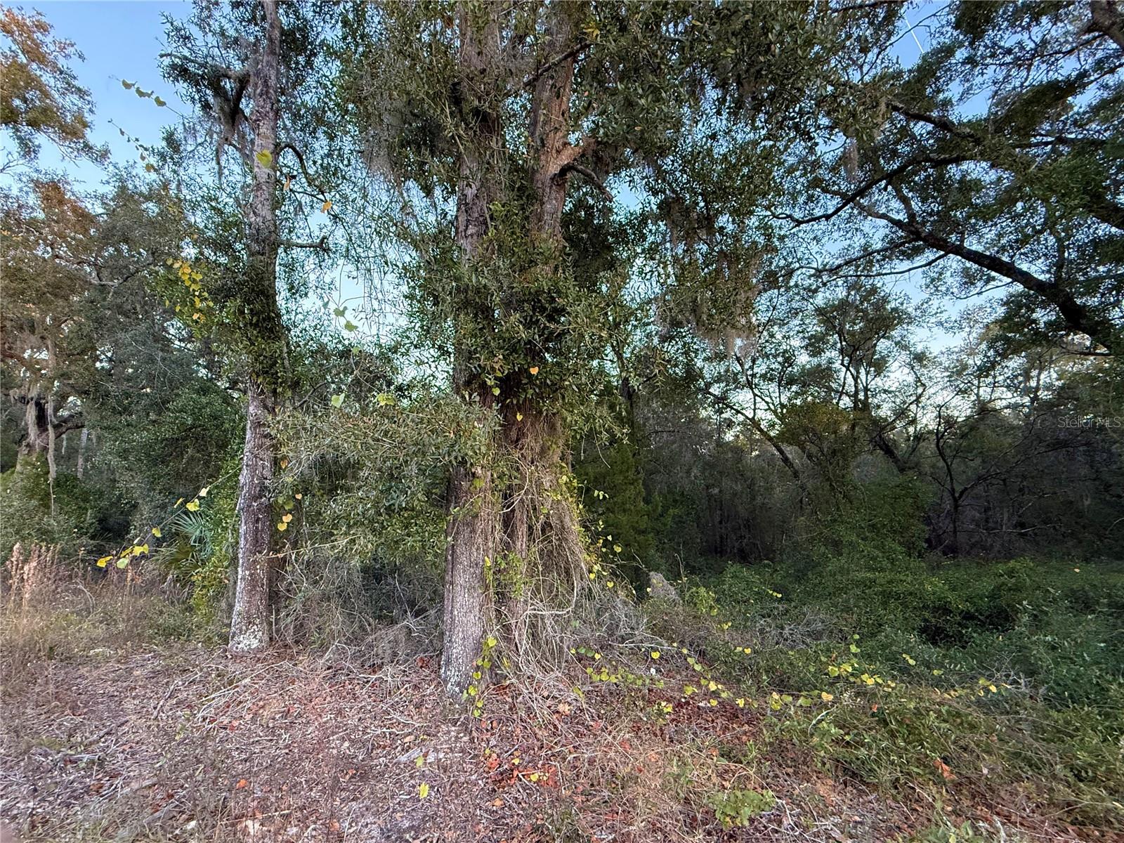 Image 9 of 19 For 0 E Thrasher Dr