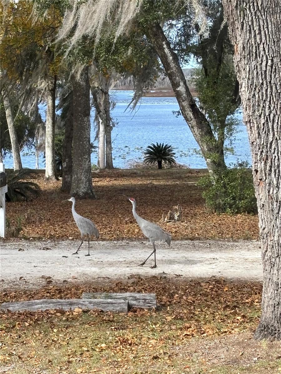 Image 3 of 32 For 111 Little Orange Lake Drive