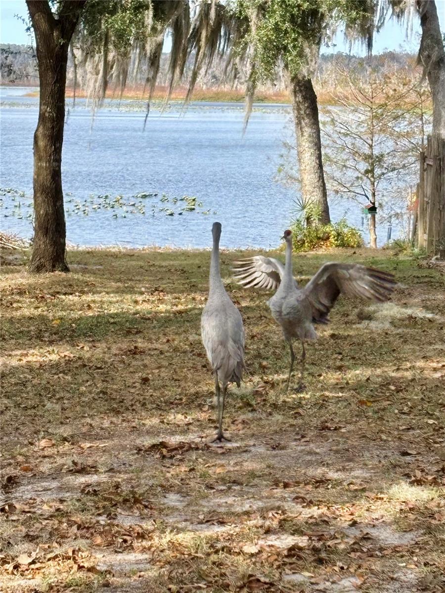 Image 17 of 20 For 114 Little Orange Lake Drive