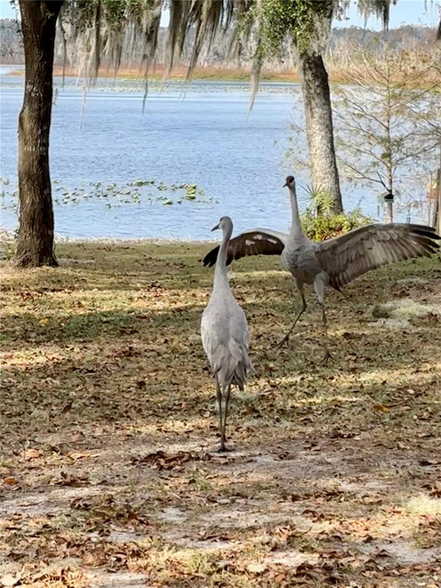 Image 6 of 20 For 114 Little Orange Lake Drive