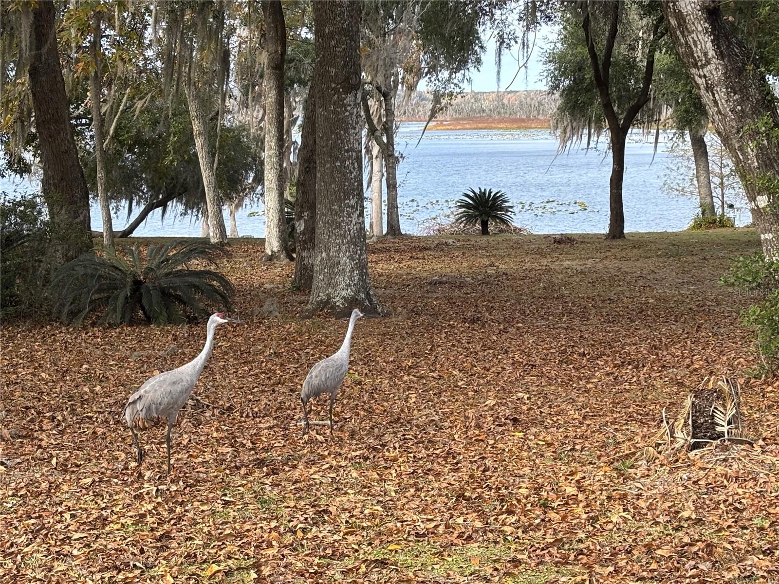 Image 7 of 20 For 114 Little Orange Lake Drive