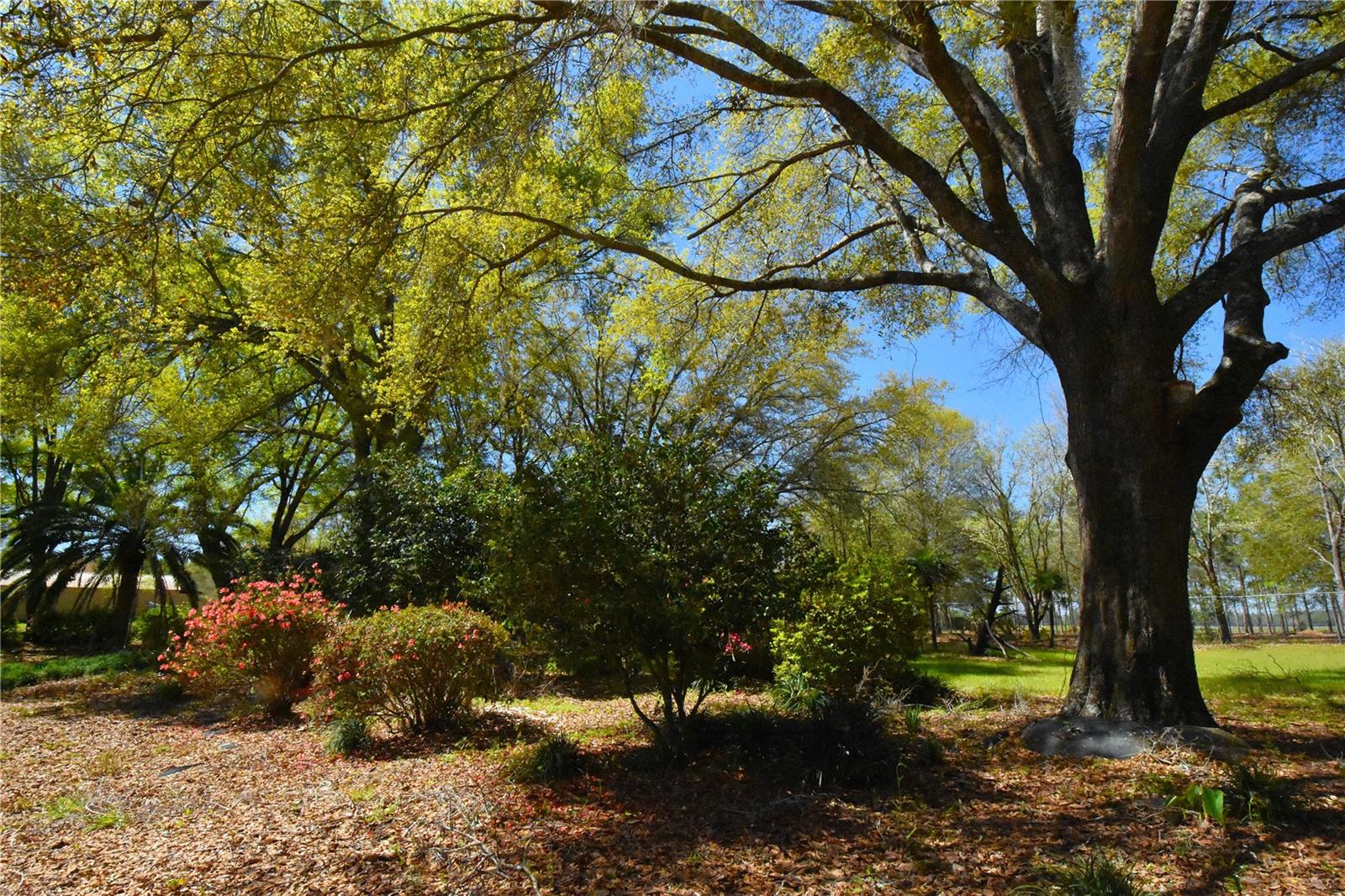 Image 92 of 97 For 272 County Road 337
