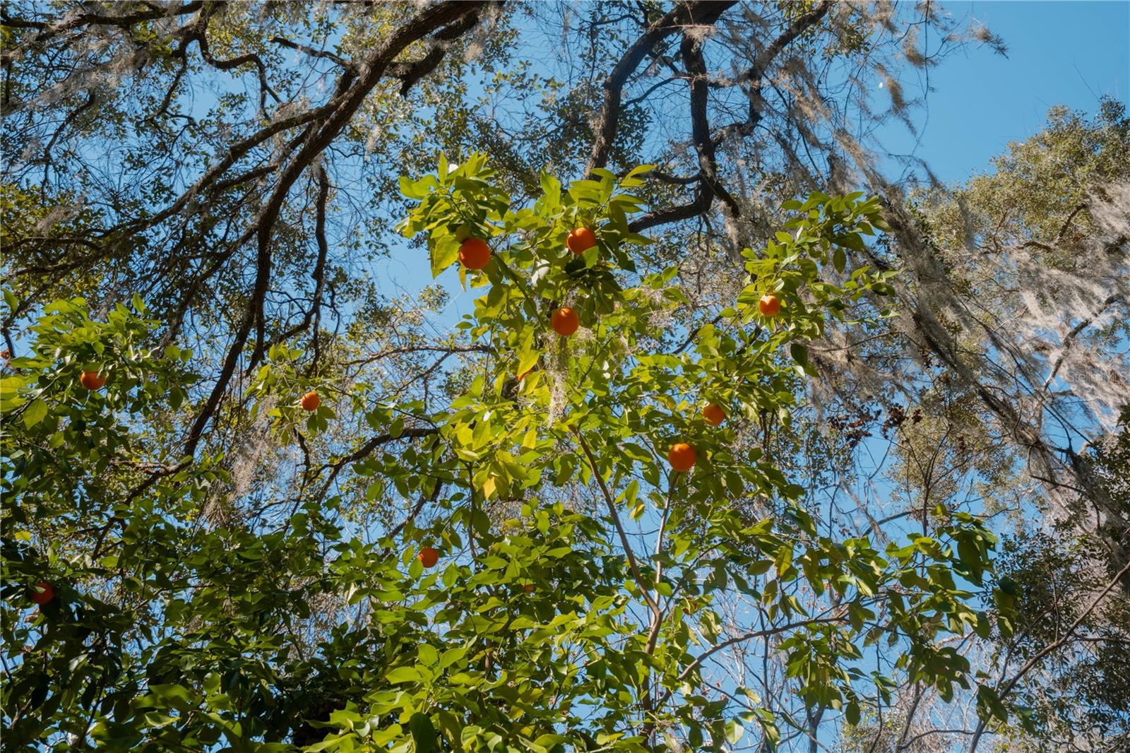 Image 26 of 39 For 16970 120th Avenue