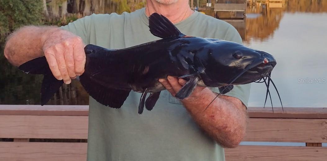 Image 53 of 53 For 243 Herman Drive