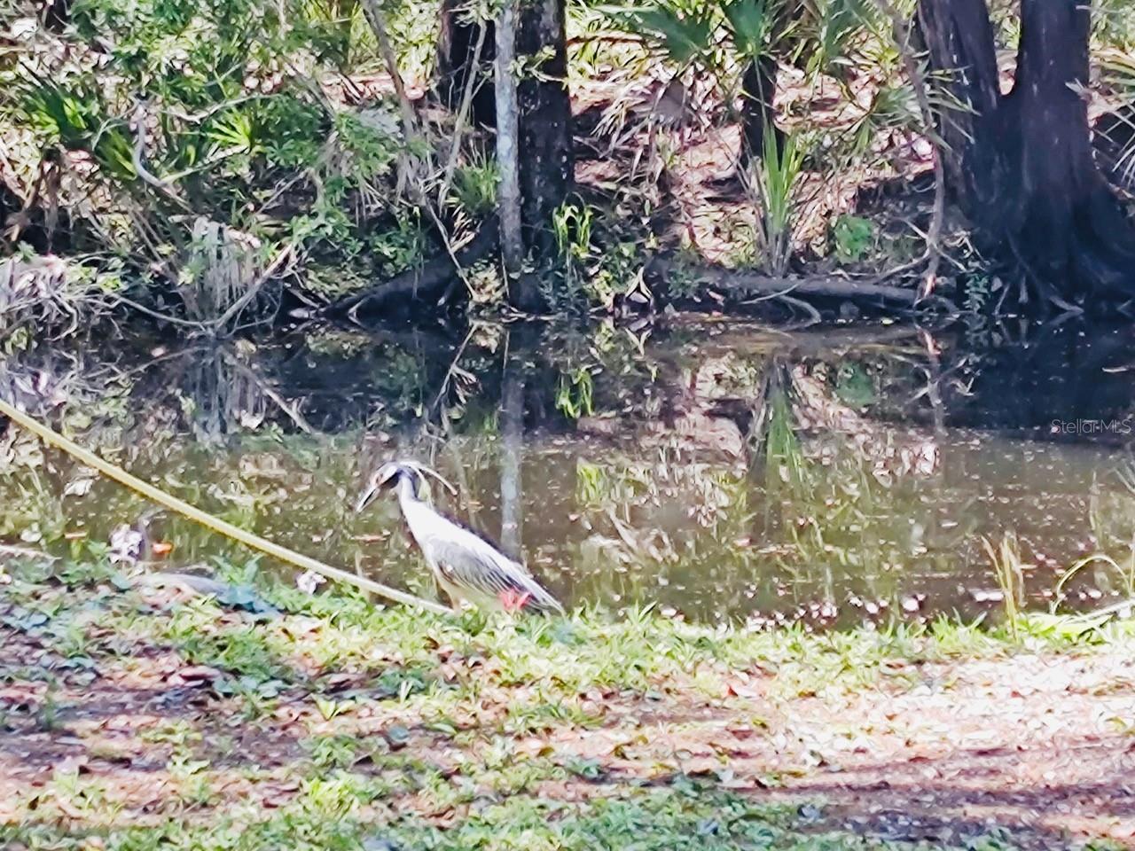 Image 44 of 44 For 12 Palm Drive