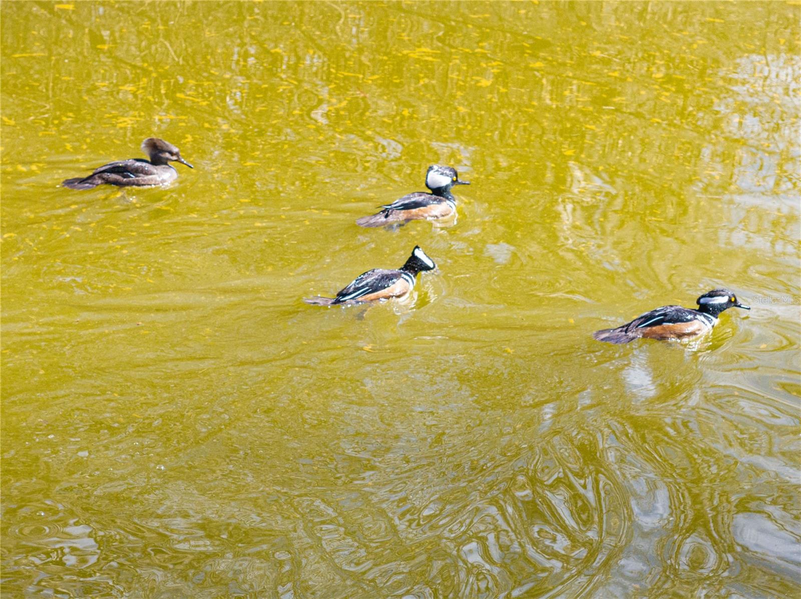 Image 77 of 100 For 10720 53rd Terrace