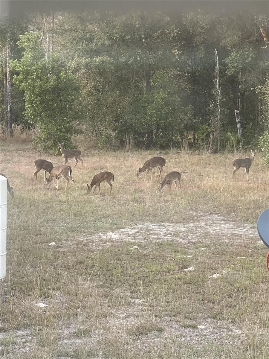 Image 24 of 32 For 3353 71st Avenue