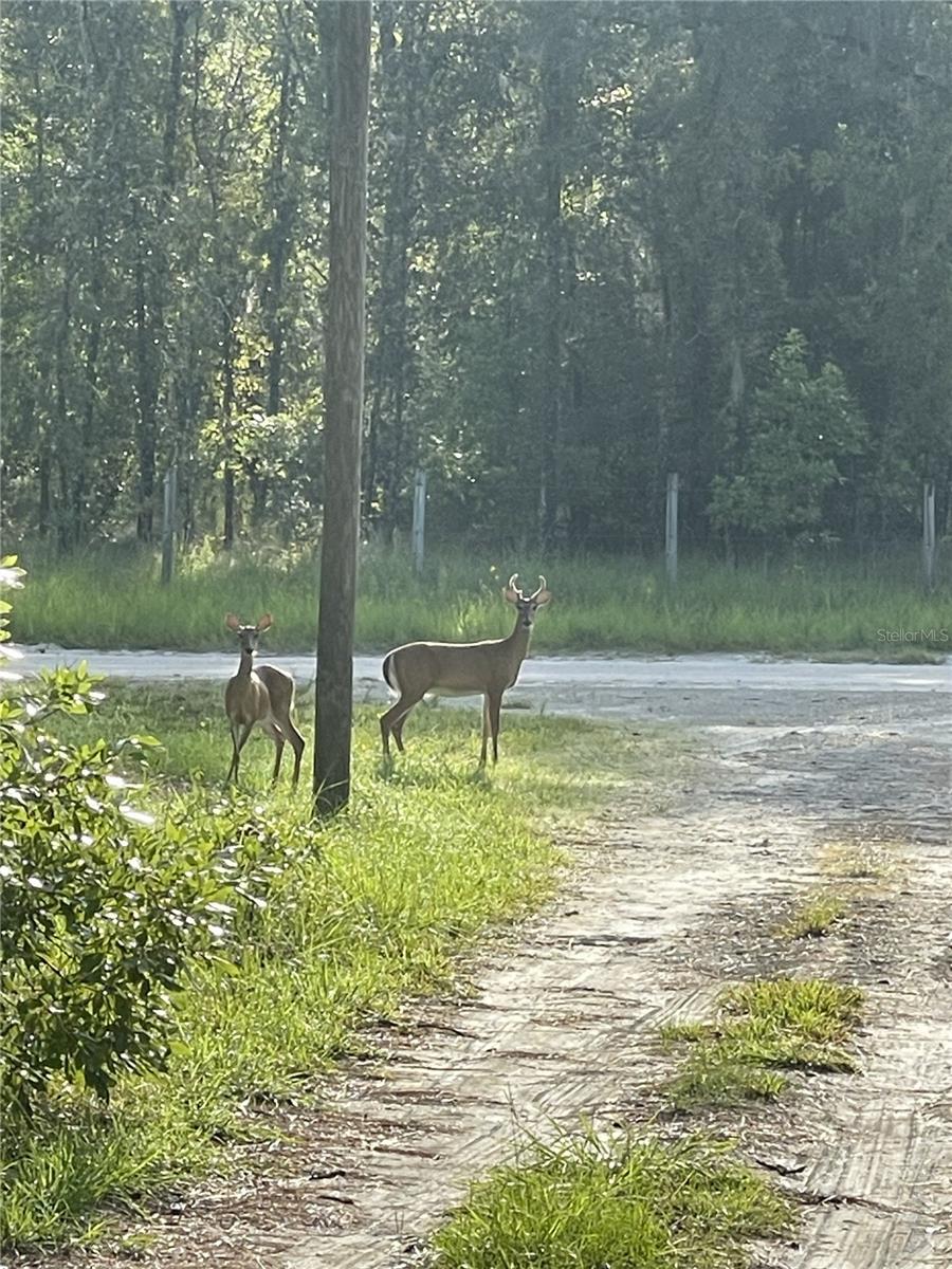 Image 25 of 32 For 3353 71st Avenue