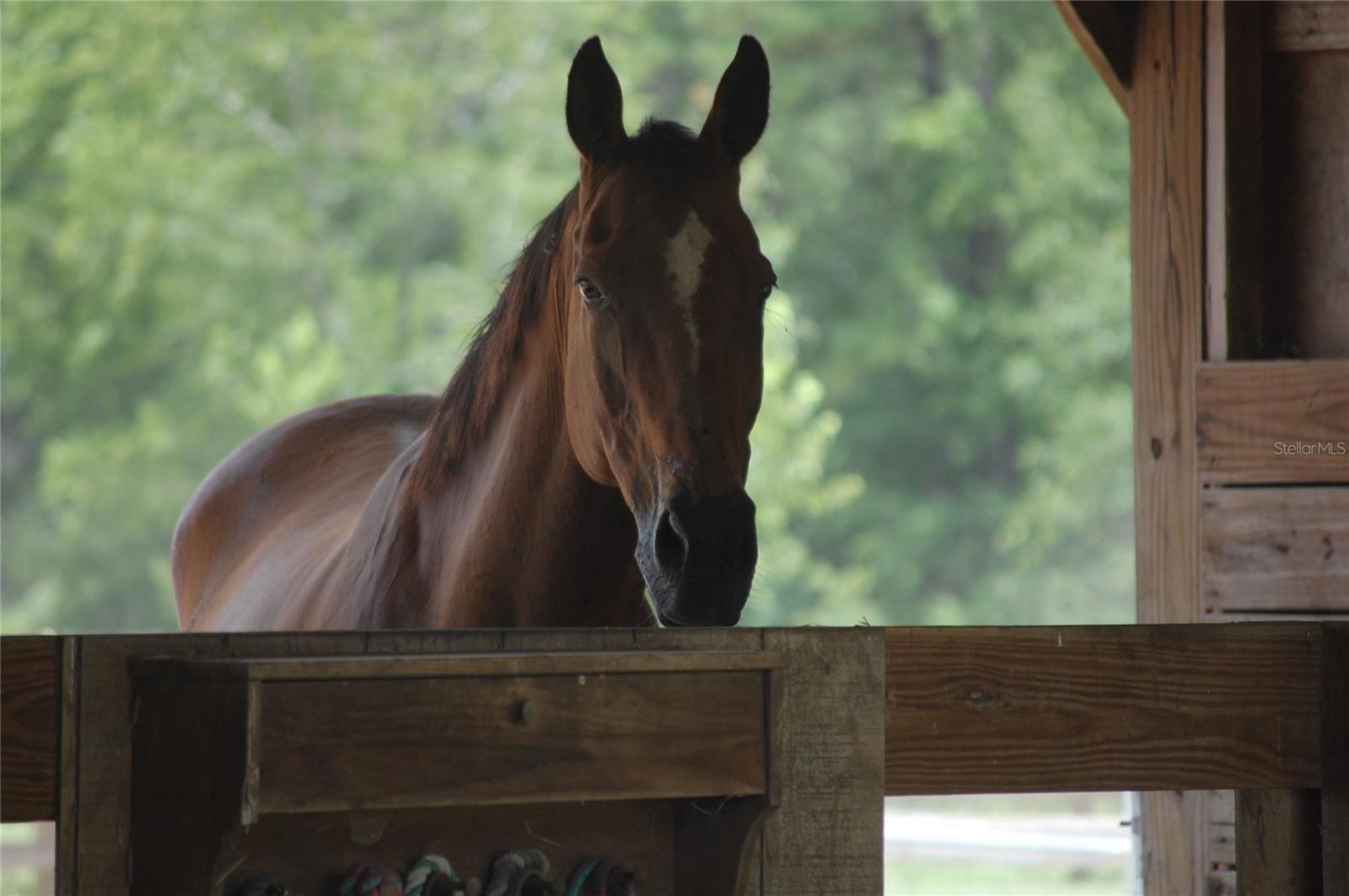 Image 33 of 49 For 27471 173rd Terrace