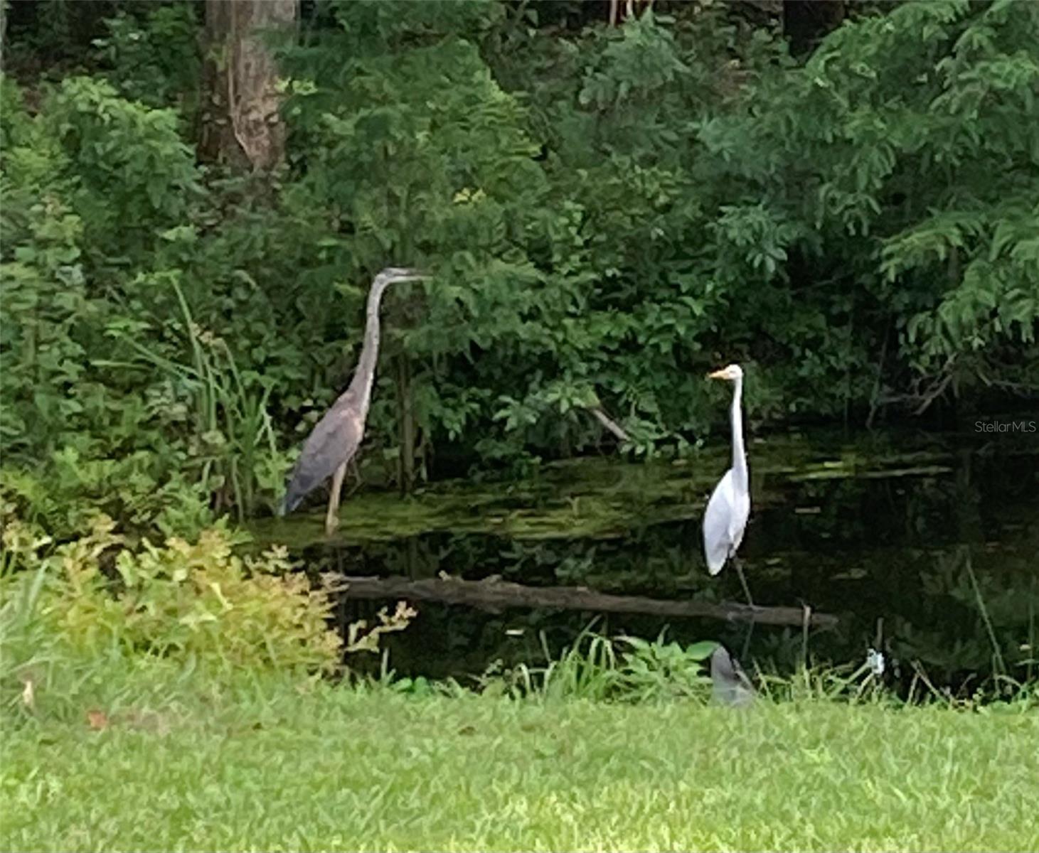 Image 34 of 49 For 27471 173rd Terrace