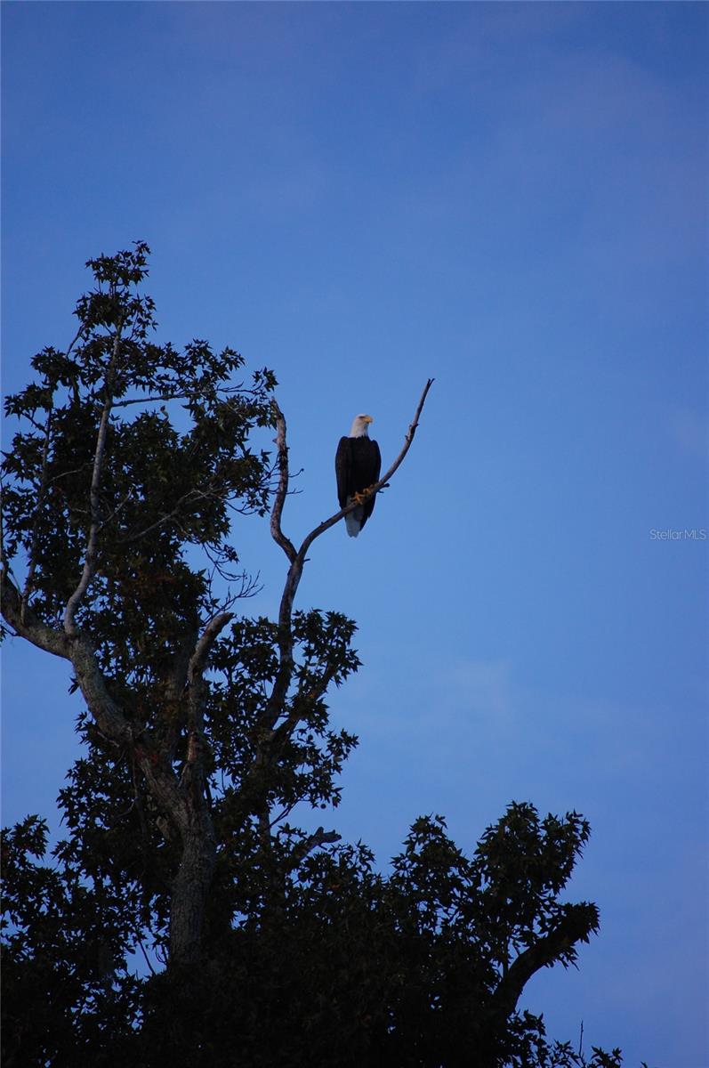 Image 40 of 49 For 27471 173rd Terrace