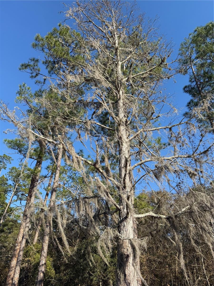 Image 10 of 19 For 000 126 Street