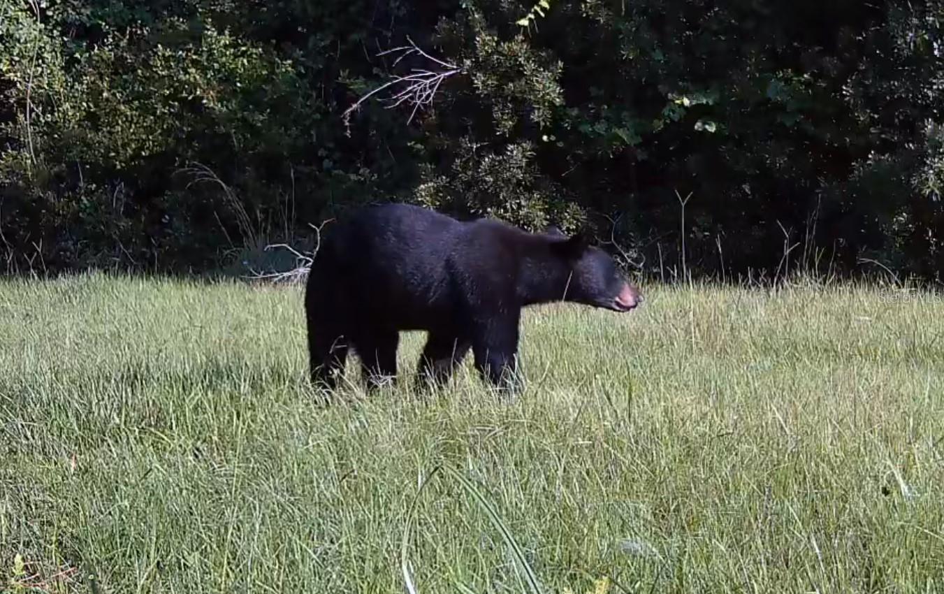 Image 33 of 94 For 11816 County Road 234