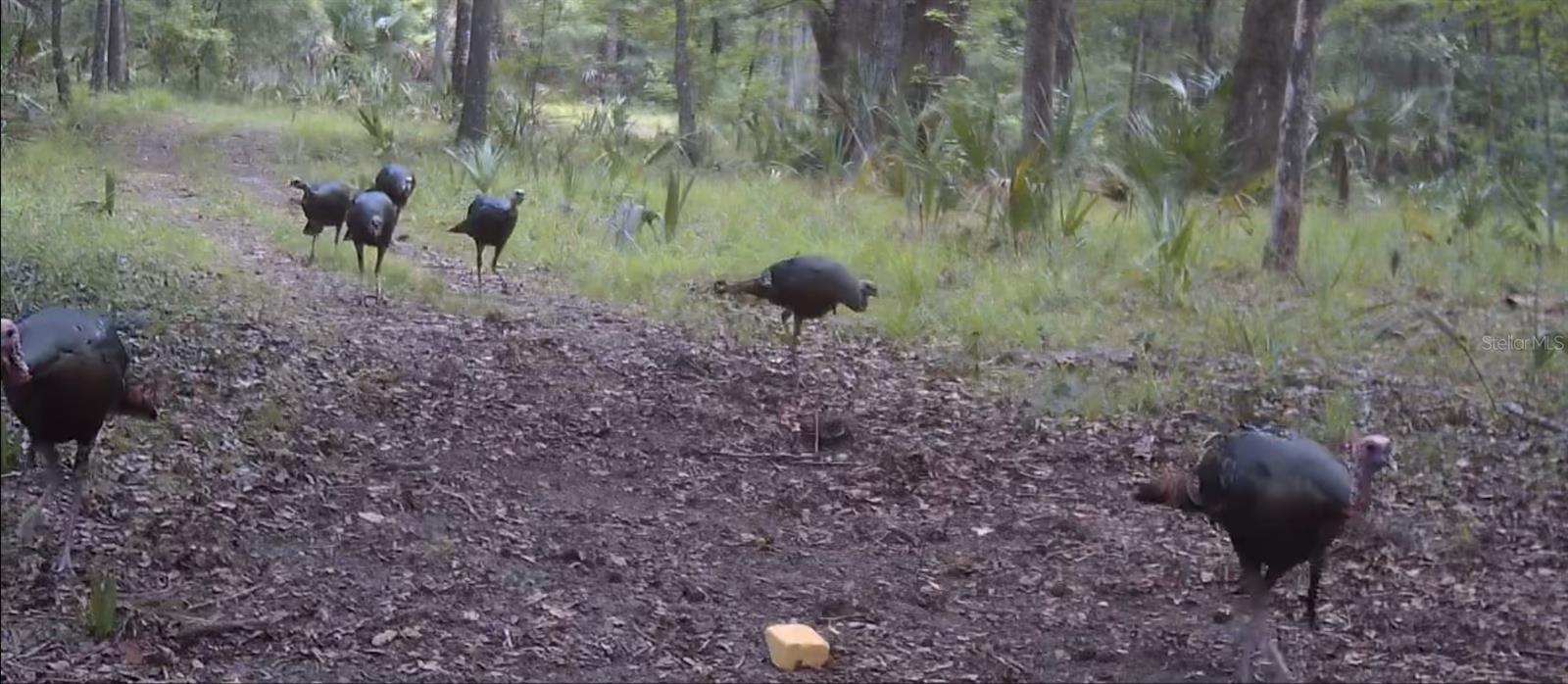 Image 40 of 94 For 11816 County Road 234