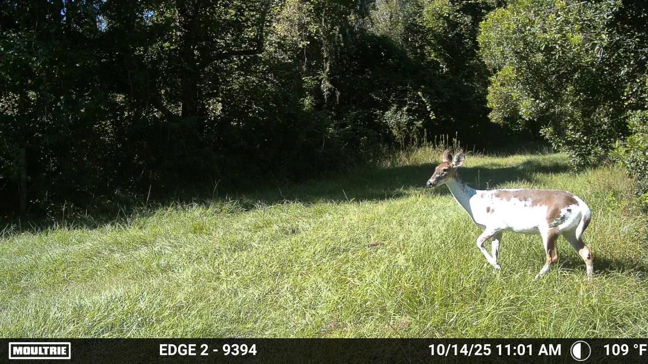 Image 43 of 94 For 11816 County Road 234