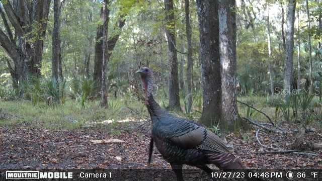 Image 44 of 94 For 11816 County Road 234