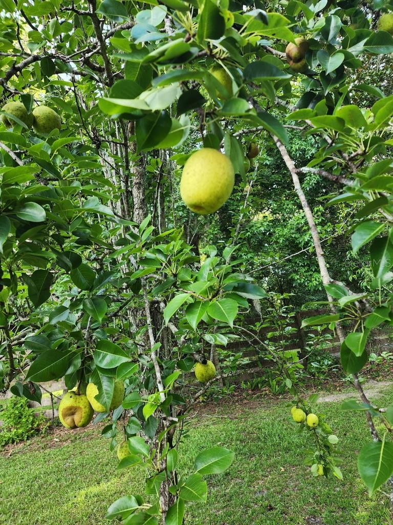 Image 43 of 53 For 12182 State Road 45