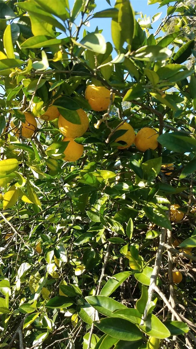 Image 44 of 53 For 12182 State Road 45