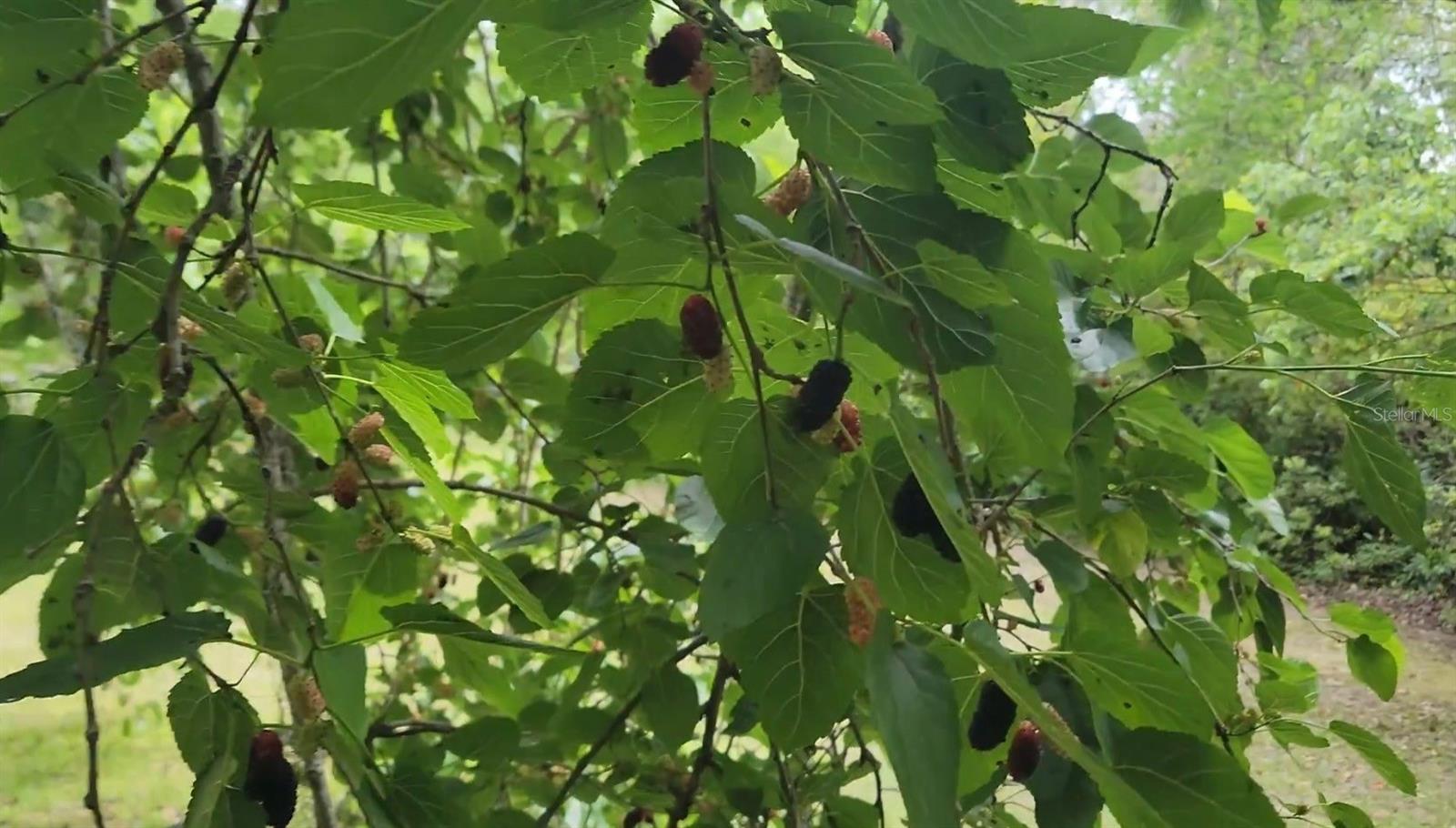 Image 48 of 53 For 12182 State Road 45