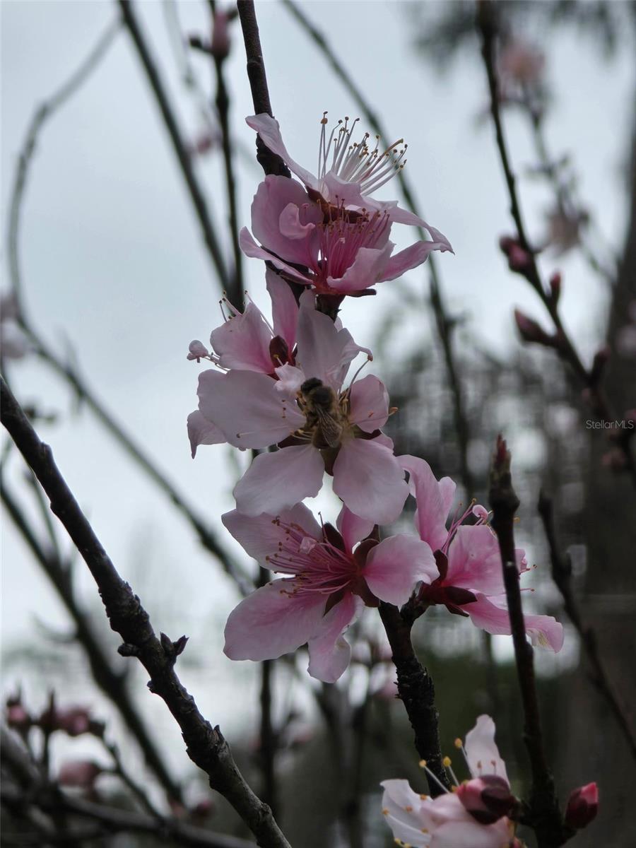 Image 52 of 53 For 12182 State Road 45