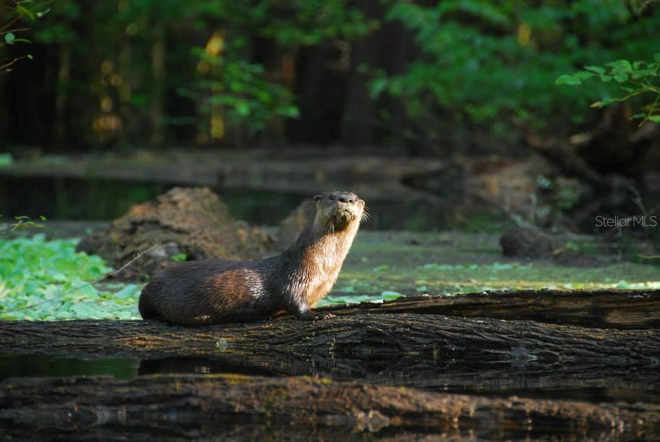 Listing photo id 2 for 1376 Riverside Avenue