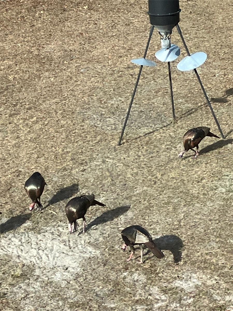 Image 34 of 51 For 4250 81st Lane